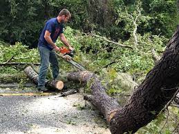 Best Seasonal Cleanup (Spring/Fall)  in Sartell, MN