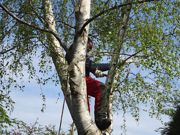 Best Firewood Processing and Delivery  in Sartell, MN